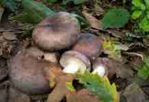 Russula cyanoxantha o Colombina maggiore