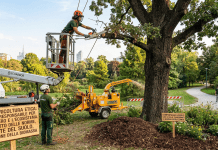 L’Arboricoltura Etica: Quando (e Perché) l’Abbattimento Salva l’Ecosistema L'Arboricoltura Etica: Quando (e Perché) l'Abbattimento Salva l'Ecosistema