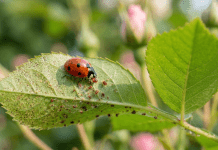 Lotta Biologica e Integrata: Difendere il Verde senza Avvelenare l’Ambiente Lotta Biologica e Integrata: Difendere il Verde senza Avvelenare l'Ambiente