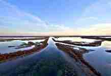Laguna: infrastruttura vivente in crisi